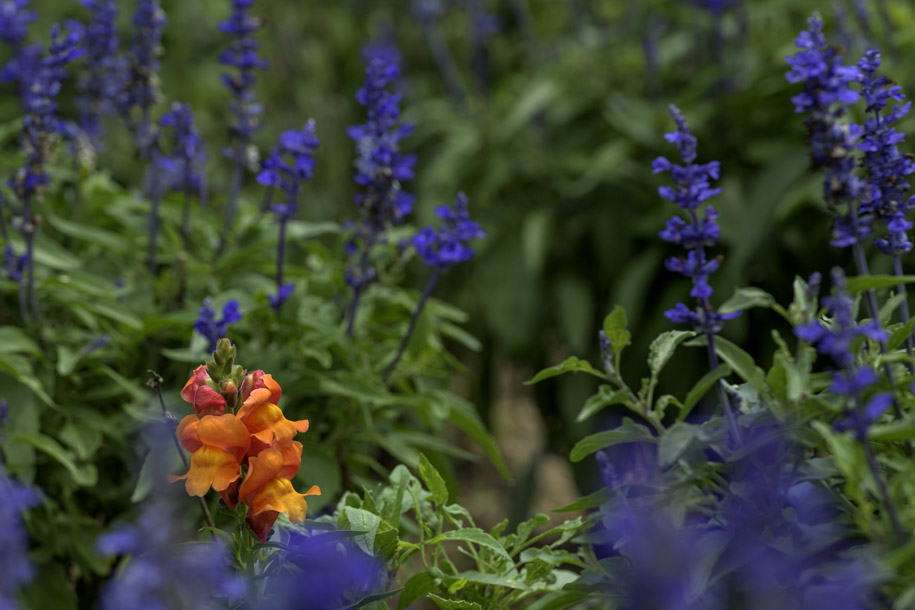 'Surrounded by Blue' (August 2024) - Hokkaido, Japan