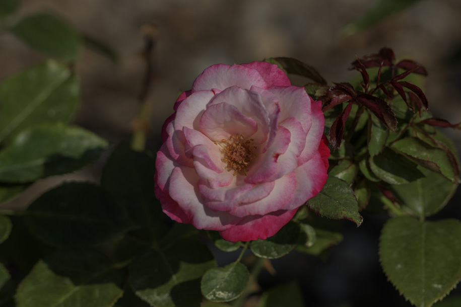 'Rose 10' (Aug 2024) - Hokkaido, Japan