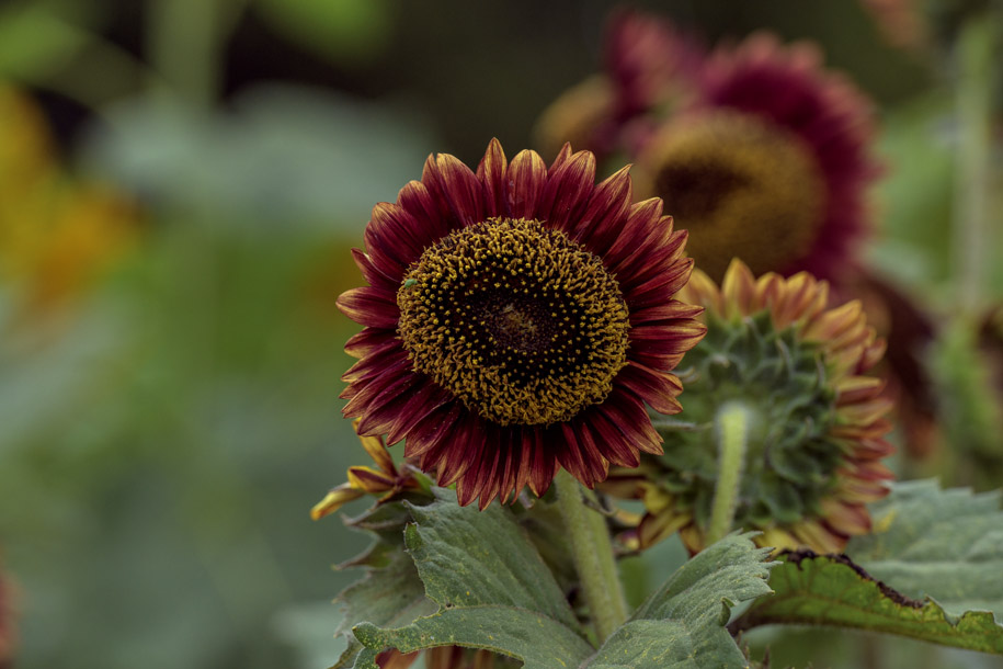 'Sunflower 5' (Aug 2024) - Hokkaido, Japan