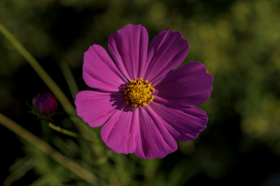 'Flower and Pollens' (Oct 2022) - Fujikawaguchiko, Japan