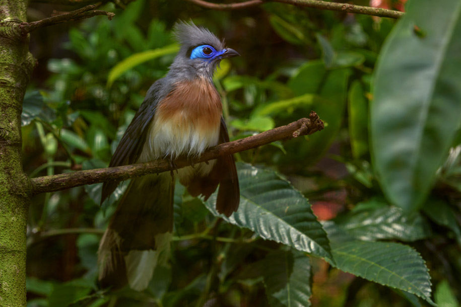 'Crested Coua' (May 2025) - Mandai Lake, Singapore