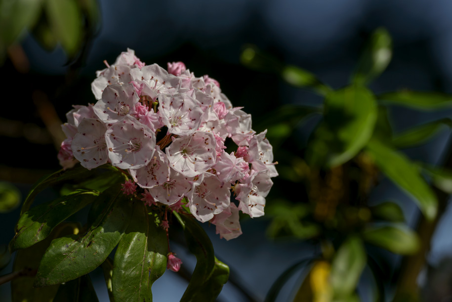 'Kalmia Latifolia' (Jun 2014) - Bern, Switzerland