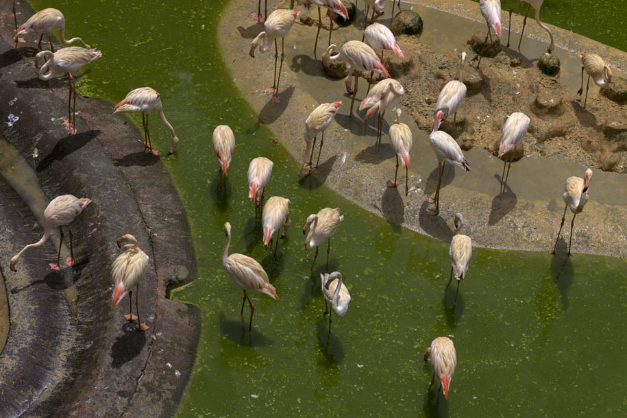 'Flamingo' (May 2025) - Mandai Lake, Singapore
