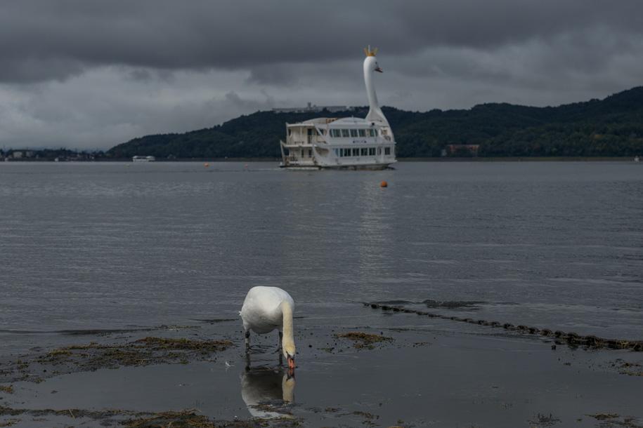 'Swan Lake' (Oct 2025) - Yamanakako, Japan