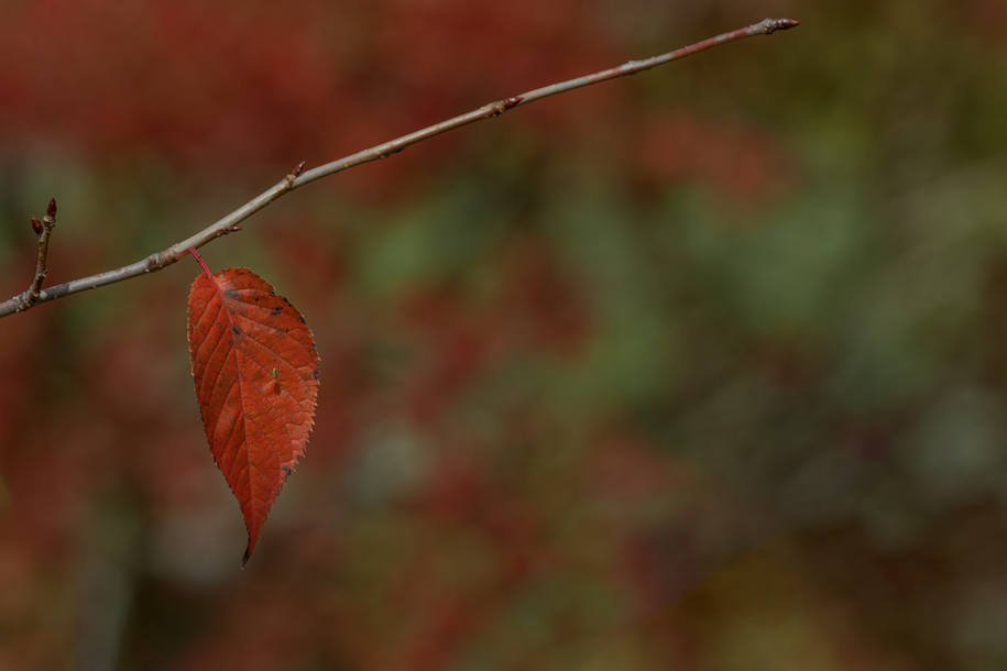 'Single Red Leaf' (Oct 2025) - Yamanakako, Japan