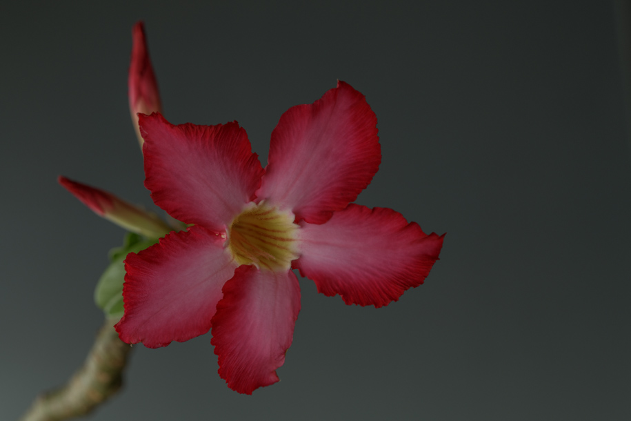 'Desert Rose' (Mar 2026) - Bukit Batok, Singapore