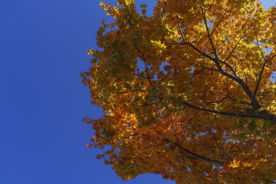 'Autumn Gold Leaves' (Oct 2025) - Hokkaido, Japan