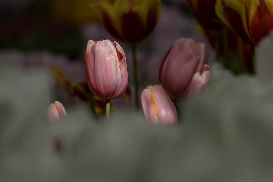 'Tulip 69' (Apr 2017) - Lisse, Netherlands