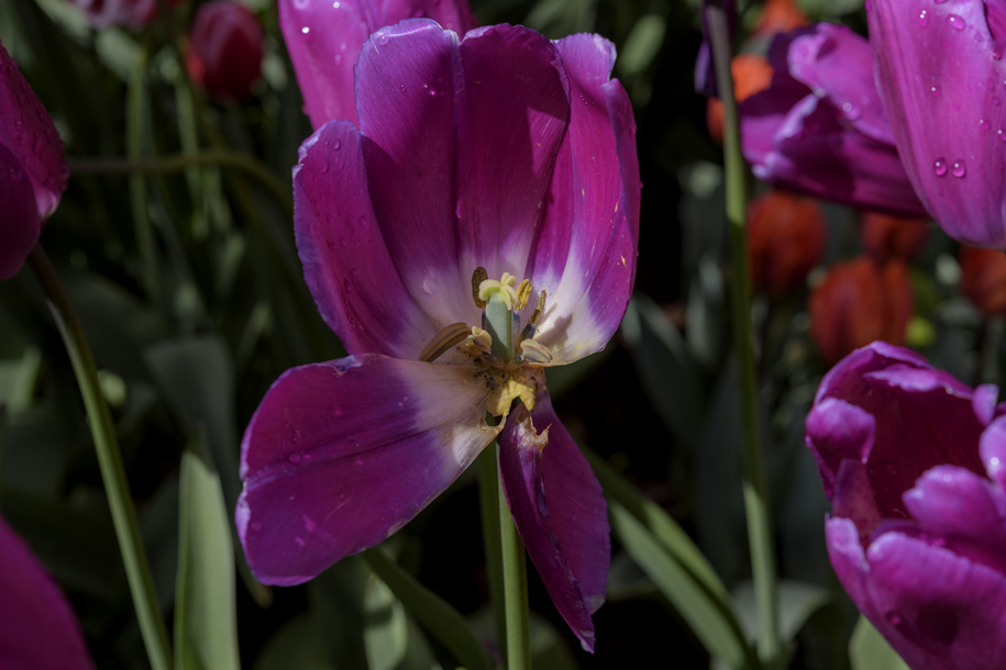 'Tulip 71' (Apr 2017) - Lisse, Netherlands