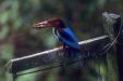 'Kingfisher's Meal' (Dec 1991) - Bukit Batok, Singapore