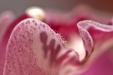 'Hairy Petal' (Mar 2008) - Bukit Batok, Singapore