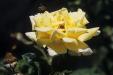 'Rose 1' (Dec 2000) - Perth, Australia