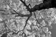 'Infrared Tree' (May 2011) - Bukit Batok, Singapore
