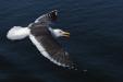 'Gliding' (Mar 2010) - Hokkaido, Japan