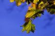 'Turning from Green to Yellow' (Oct 1988) - Copenhagen, Denmark