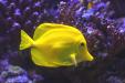 'Yellow Tang' (Dec 2010) - Hualien, Taiwan