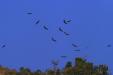 'Hovering Eagles' (Dec 2009) - Mugling, Nepal