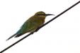 'Blue-Tail Bee-Eater' (Nov 2007) - Bukit Batok, Singapore