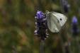 'Small White Searching for Nectar' (Dec 2007) - Melbourne, Australia