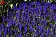 'Grape Hyacinths' (Apr 1987) -  Keukenhof Gardens, Holland