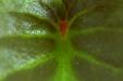 'Midrib and Veins' (Jul 2004) - Bukit Batok, Singapore