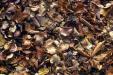 'Brown Leaves' (Nov 1980) - Munich, West Germany