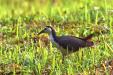 'White-Breasted Waterhen' (Feb 2006) - West Coast Road, Singapore