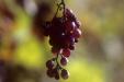 'A Bunch of Grapes' (Oct 1988) -  Tamm, West Germany