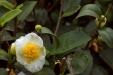 'Camellia Sinensis Flower' (Dec 2010) - Nantou, Taiwan