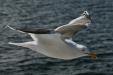 'Seagull in Flight' (Mar 2010) - Hokkaido, Japan