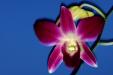 'Orchid' (Nov 2001) - Bukit Batok, Singapore