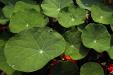 'Leaves' (Dec 2009) - Hetauda, Nepal