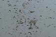 'Shattering Raindrops' (Dec 2011) - Bukit Batok, Singapore