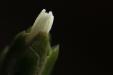 'Emerging Petals' (Dec 2011) - Bukit Batok, Singapore