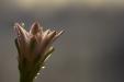 'Cactus Flower' (Dec 2011) - Bukit Batok, Singapore