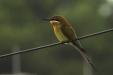 'Another Blue-Tail Bee-Eater' (Jan 2011) - Bukit Batok, Singapore