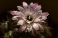 'Full Bloom' (Jan 2012) - Bukit Batok, Singapore