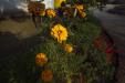 'Withering Marigolds' (Dec 2009) - Hetauda, Nepal
