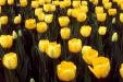 'Tulip 8' (Apr 1987) -  Keukenhof Gardens, Holland