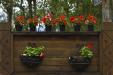 'Flower Display' (Dec 2010) - Hualien, Taiwan