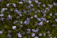 'Bed of Flowers' (Mar 2010) - Yilan, Taiwan