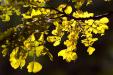'Golden Leaves' (Jun 2008) - Botanic Garden, Singapore