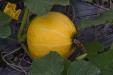 'Yellow Melon' (Dec 2010) - Hualien, Taiwan