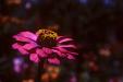 'Zinnia' (Jun 1983) - Cameron Highlands, Malaysia