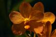 'Under the Sun' (Jul 2012) - Botanic Garden, Singapore