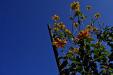 'Yellow Poinsettia' (Dec 2009) - Pokhara, Nepal