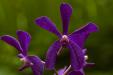 'Royal Colour' (Jul 2012) - Botanic Garden, Singapore
