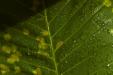 'Spotted Leaf with Water Droplets' (Nov 2012) - Preston Road, Singapore