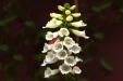 'White Foxglove' (Jul 2012) - Gardens by the Bay, Singapore