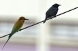 'Odd Pair' (Dec 2012) - Bukit Batok, Singapore